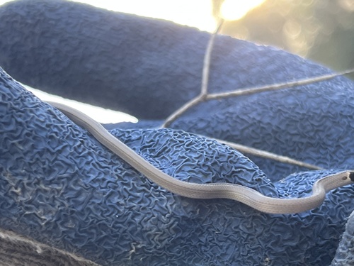 Spirit Diminutive Snake
