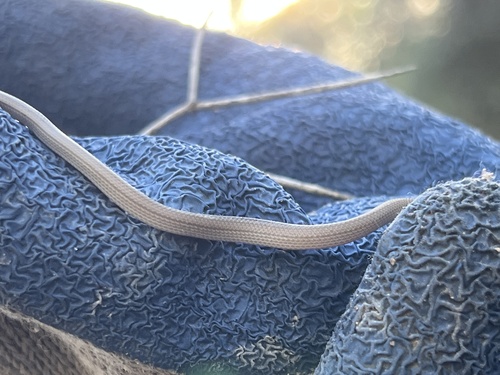Spirit Diminutive Snake
