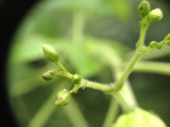 Jatropha flavovirens