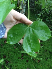 Jatropha flavovirens