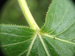 Jatropha flavovirens