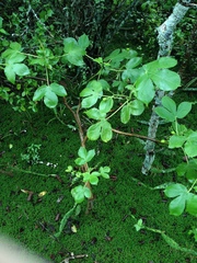 Jatropha flavovirens