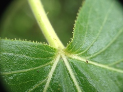 Jatropha flavovirens