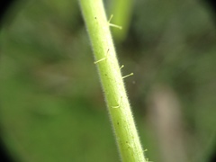 Jatropha flavovirens