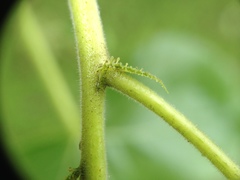 Jatropha flavovirens