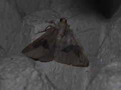 Bastilla joviana