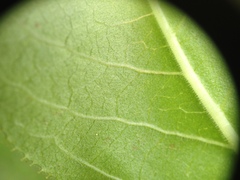 Jatropha flavovirens