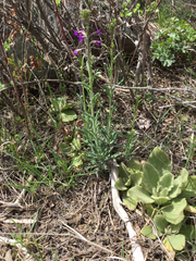Boechera divaricarpa