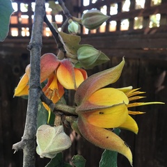 ×chiranthofremontia lenzii