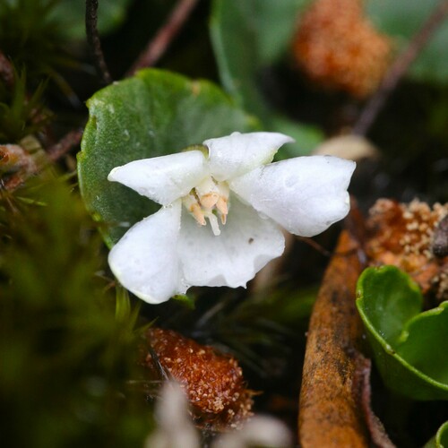 Image of Viola curtisiae by (c) Hugo Innes, some rights reserved (CC BY)