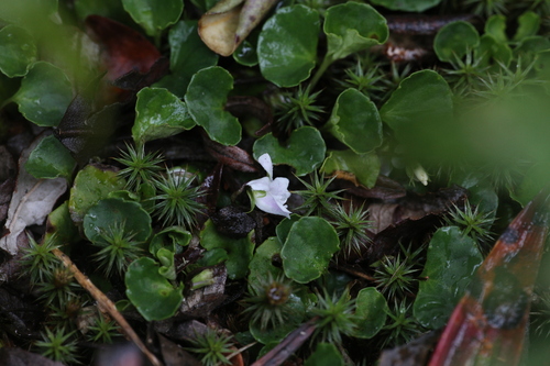 Image of Viola curtisiae by (c) Hugo Innes, some rights reserved (CC BY)