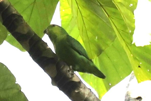 Dusky-billed Parrotlet (Forpus modestus), photo 6