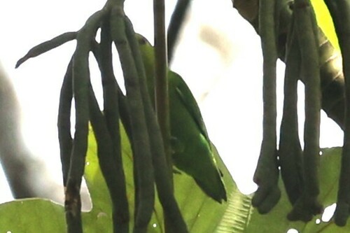 Dusky-billed Parrotlet (Forpus modestus), photo 8