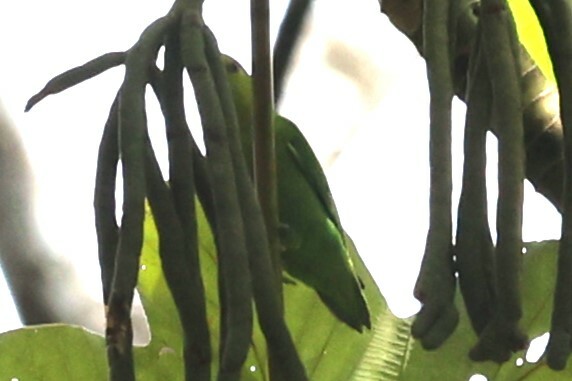 Dusky-billed Parrotlet (Forpus modestus), photo 8
