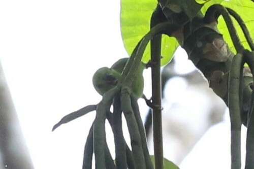 Dusky-billed Parrotlet (Forpus modestus), photo 5
