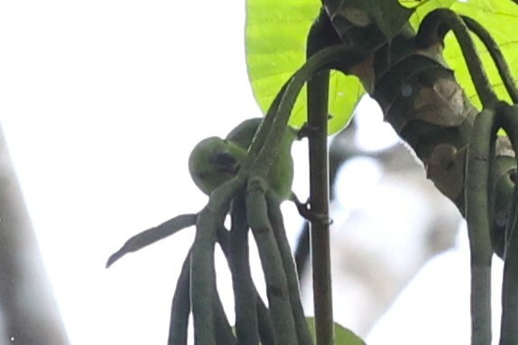 Dusky-billed Parrotlet (Forpus modestus), photo 7