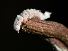 Coelostomidia zealandica