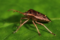 Cermatulus nasalis nasalis