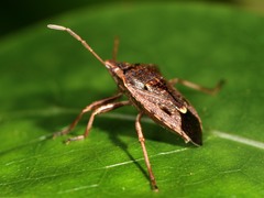 Cermatulus nasalis nasalis