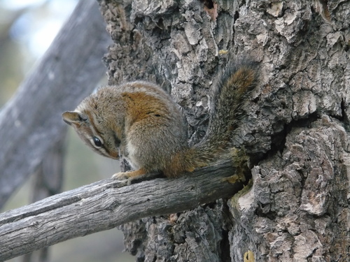 California Chipmunk