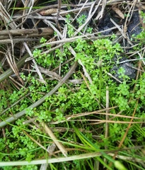 Callitriche peploides