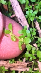 Callitriche peploides