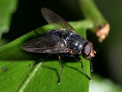 Calliphoroides antennatis