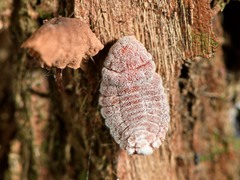Coelostomidia zealandica