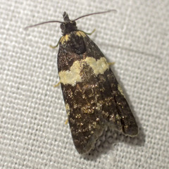 Dichelia cosmopis