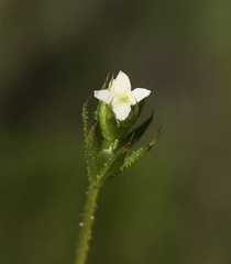 Galium parisiense