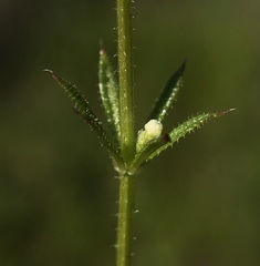 Galium parisiense