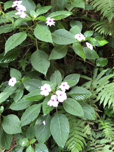 Impatiens walleriana observed 2019-03-09
