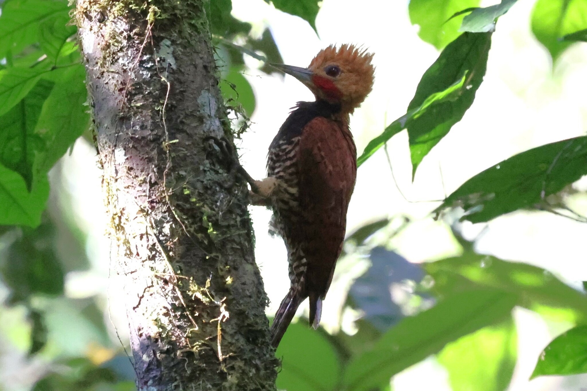 Ringed Woodpecker (Celeus torquatus), photo 10