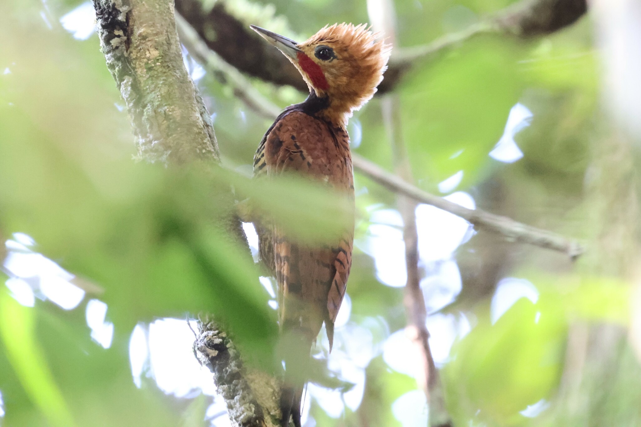 Ringed Woodpecker (Celeus torquatus), photo 9