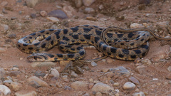 Algerian Whip Snake photo 1