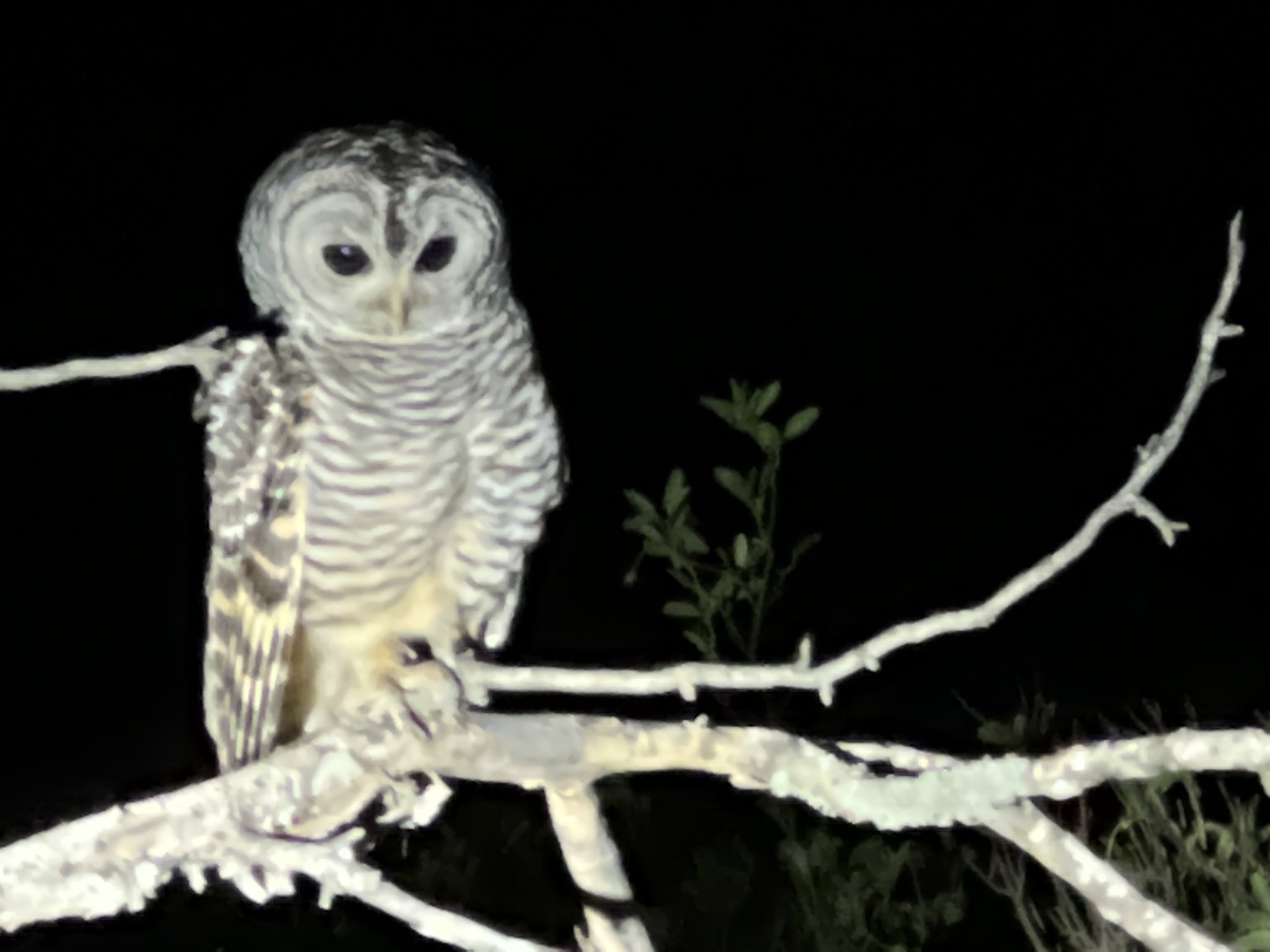 Chaco Owl illustration
