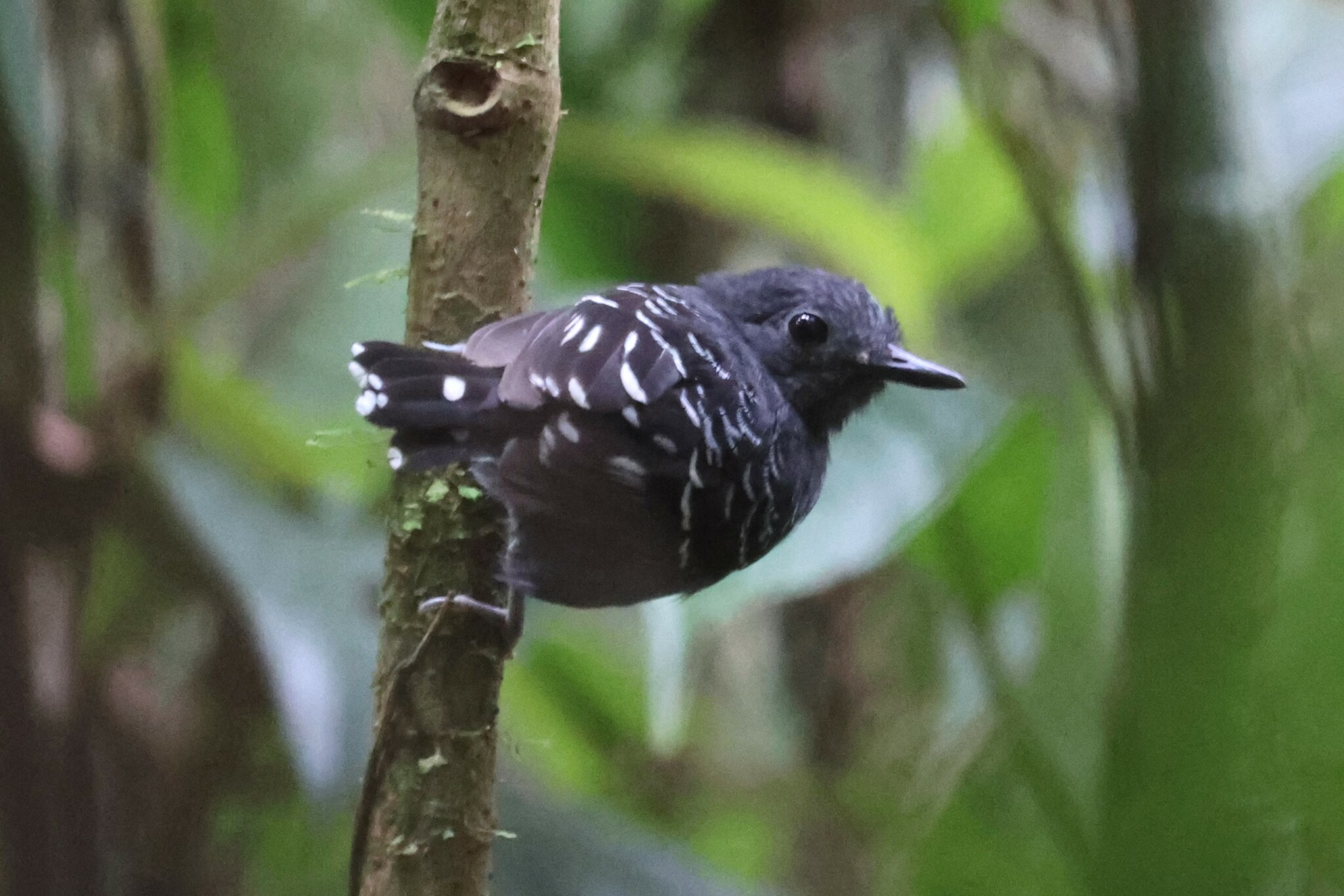 Common Scale-backed Antbird illustration