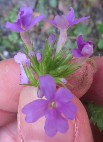 Image of Glandularia maritima by (c) Ben Machado, some rights reserved (CC BY)