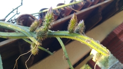 Selenicereus spinulosus