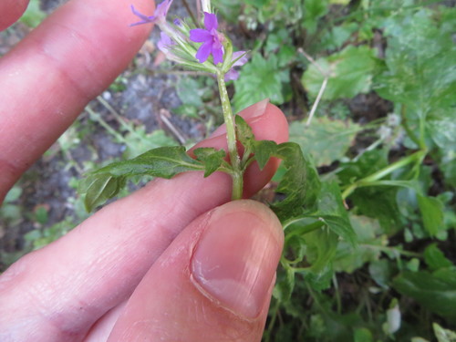 Image of Glandularia maritima by (c) Ben Machado, some rights reserved (CC BY)