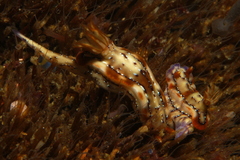 Hypselodoris krakatoa