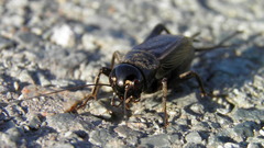 Teleogryllus infernalis