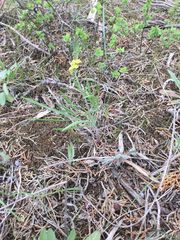 Lomatium triternatum