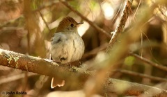 Catharus occidentalis
