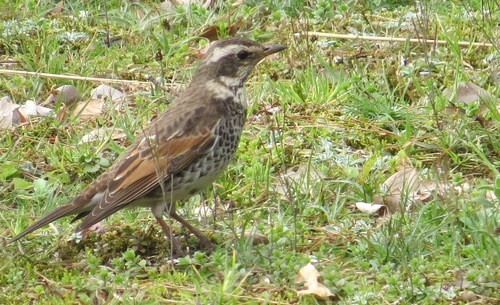 Dusky Thrush
