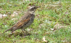 Dusky Thrush photo 3
