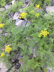 Lomatium grayi