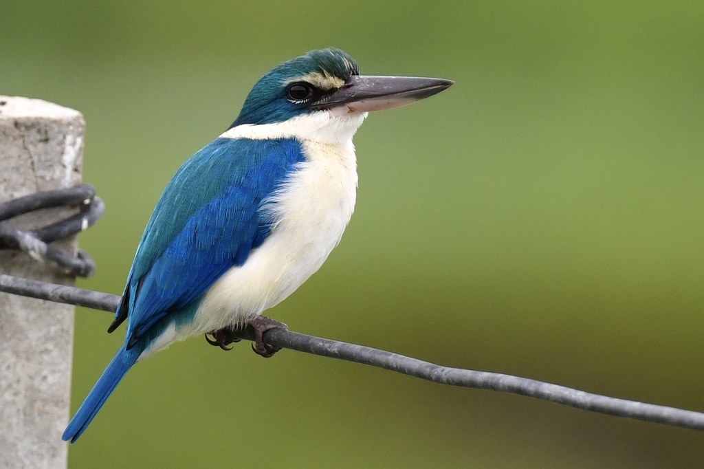 Collared Kingfisher photo