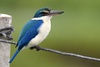 Collared Kingfisher - Photo (c) 蔡志偉, some rights reserved (CC BY-NC), uploaded by 蔡志偉