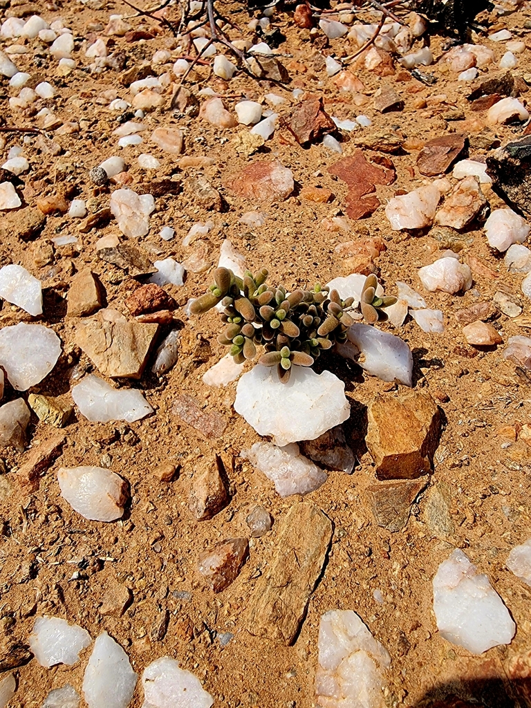 Delosperma klinghardtianum